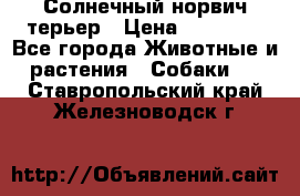 Солнечный норвич терьер › Цена ­ 35 000 - Все города Животные и растения » Собаки   . Ставропольский край,Железноводск г.